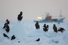 流氷と海ワシ