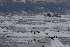 スケソウ漁と流氷