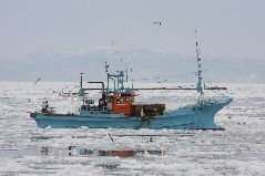 スケソウ漁と流氷