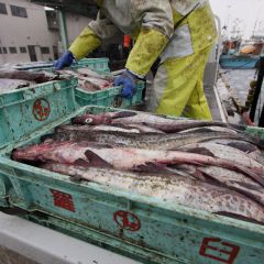 羅臼港のフォト作品