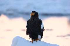 流氷とオオワシ