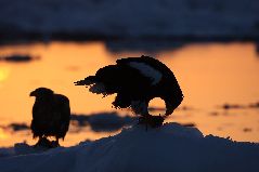 流氷とオオワシ