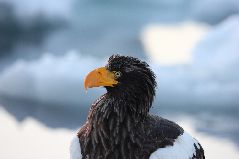 流氷とオオワシ