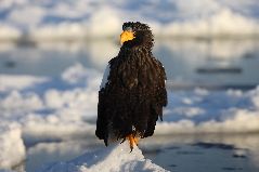 流氷とオオワシ