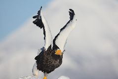 飛翔するオオワシ