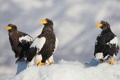 流氷とオオワシ