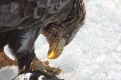 食事をするオジロワシ