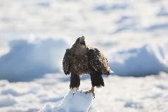 流氷とオジロワシ