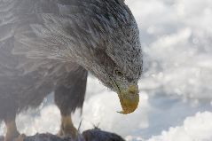 食事をするオジロワシ