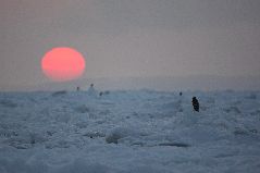 流氷とオジロワシ