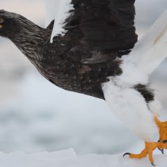 オオワシのフォト作品