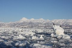 流氷と海ワシ