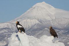 流氷と海ワシ