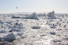 流氷と海ワシ