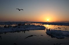 流氷と海ワシ