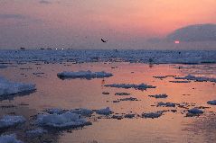 スケソウ漁と流氷