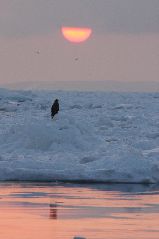 流氷とオジロワシ