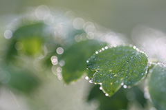 夏の朝露