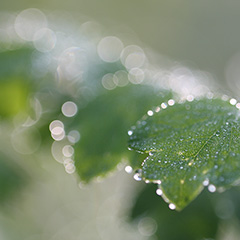 朝露のフォト作品