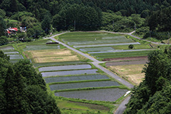 夏の水田