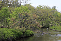 夏の戦場ヶ原