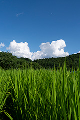 夏の水田