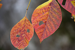 群馬の紅葉