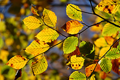 群馬の紅葉