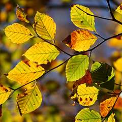 紅葉のフォト作品
