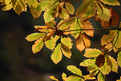 群馬の紅葉