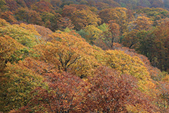 紅葉のブナ林