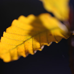 紅葉のフォト作品