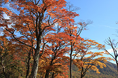 赤城山の紅葉