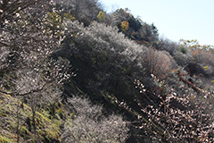 冬桜