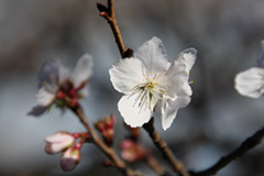 冬桜