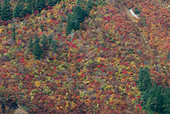 白山の紅葉