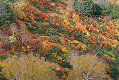 白山の紅葉