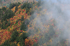 白山の紅葉