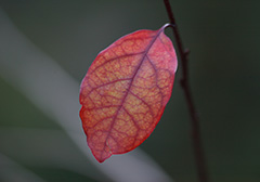 群馬の紅葉