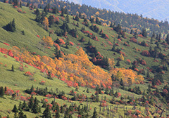 草津白根山の紅葉