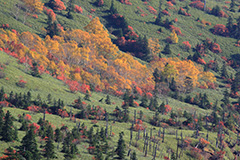 草津白根山の紅葉