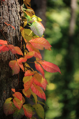 群馬の紅葉