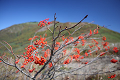 紅葉のナナカマド