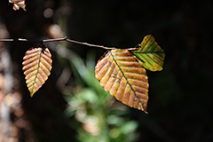 紅葉のブナ林