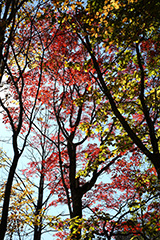 紅葉のブナ林