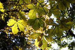 大峰沼の紅葉