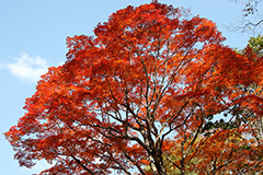 奥利根の紅葉