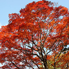 紅葉のフォト作品