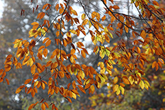 群馬の紅葉