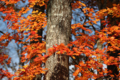 群馬の紅葉